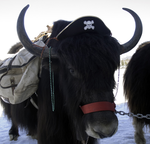 Pirate Yak